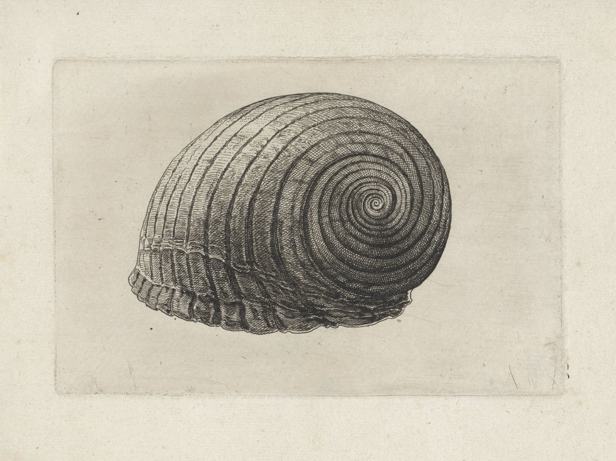 Shell, tonna galea Skaller (serietitel) af Wenceslaus Hollar