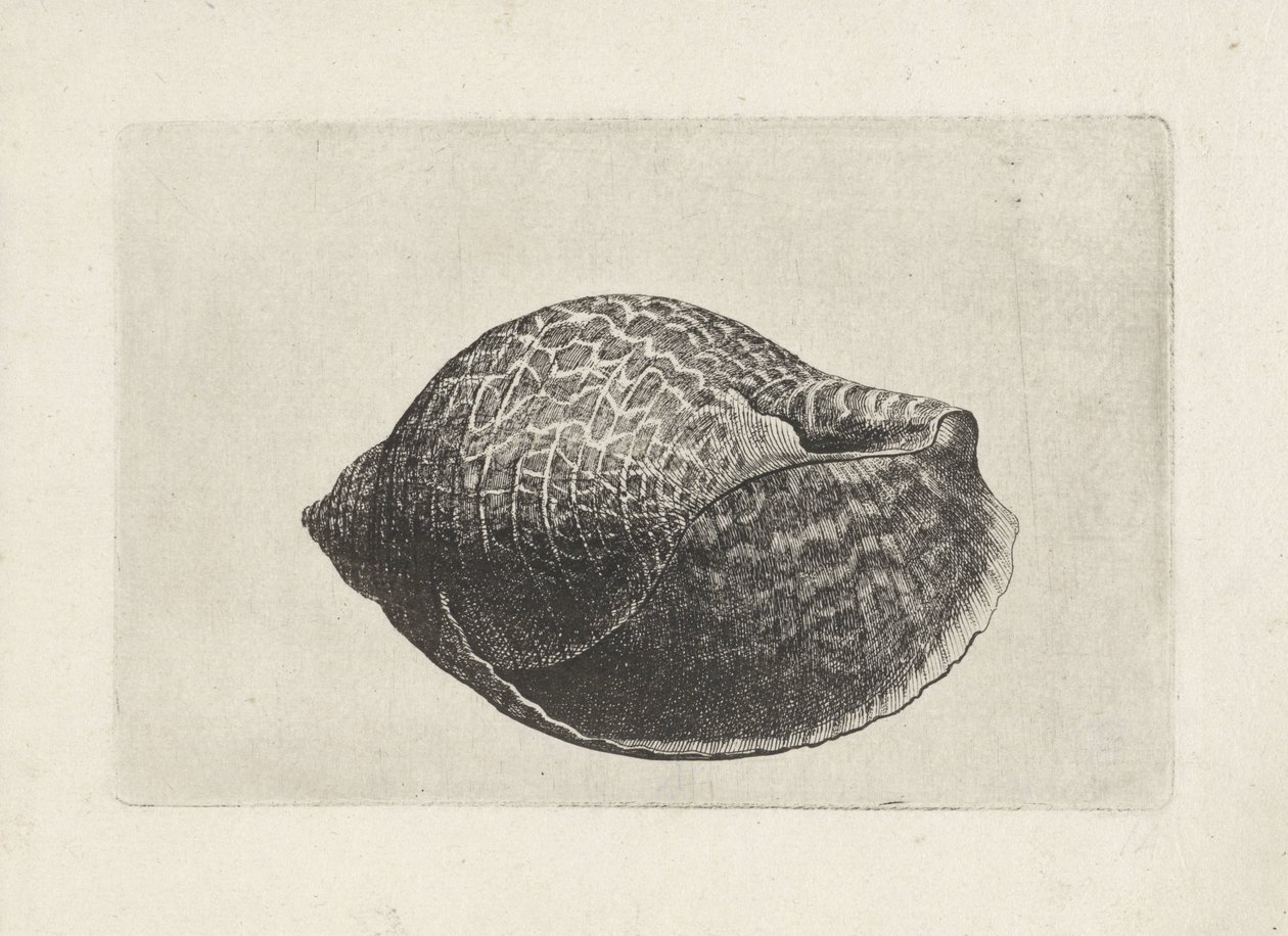 Shell, tonna perdix Skaller (serietitel) af Wenceslaus Hollar
