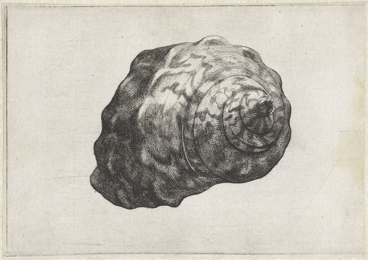 Skal, turbo sarmaticus Skaller (serietitel) af Wenceslaus Hollar