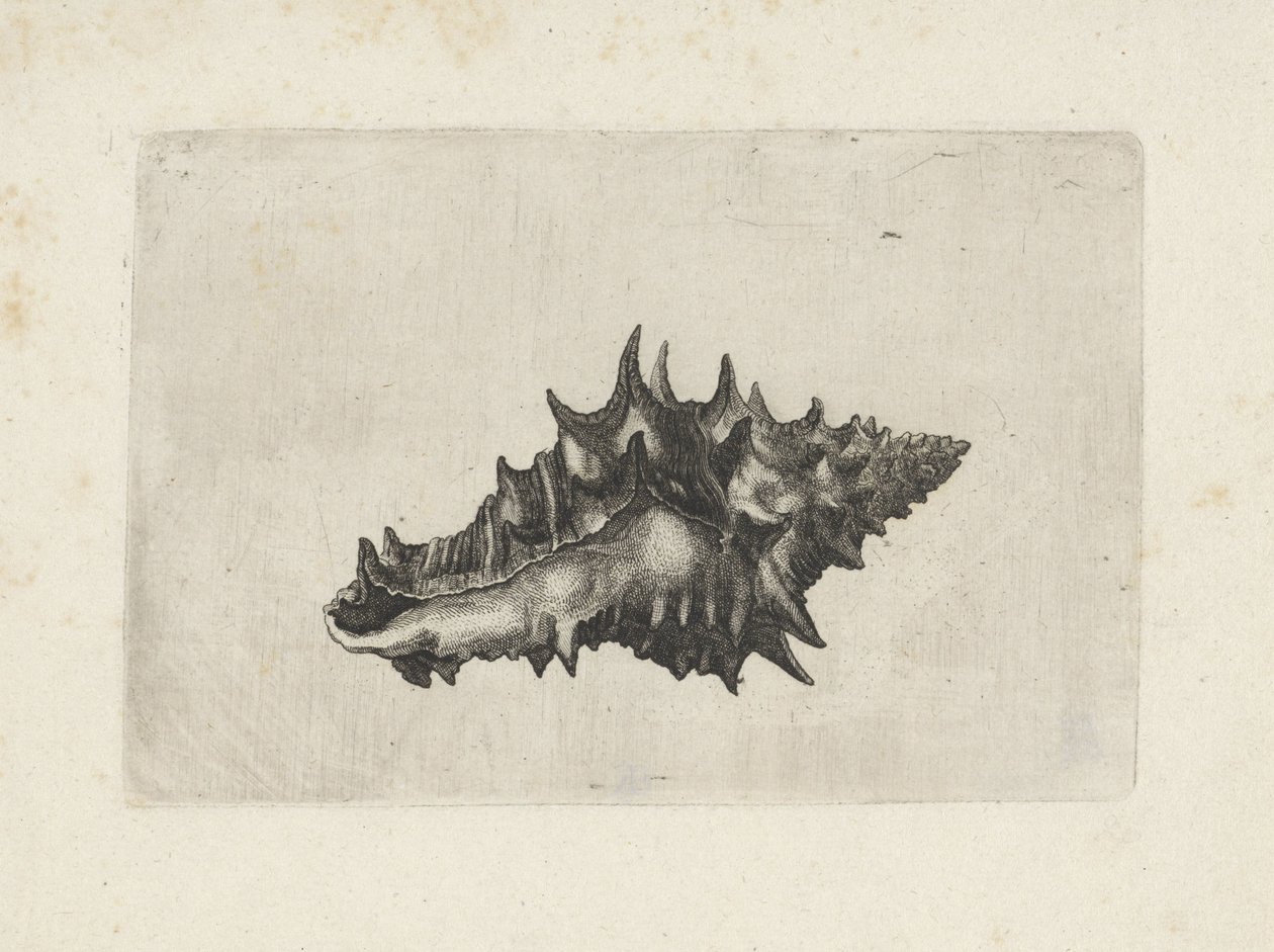 Skal, vasum keramik Skaller (serietitel) af Wenceslaus Hollar