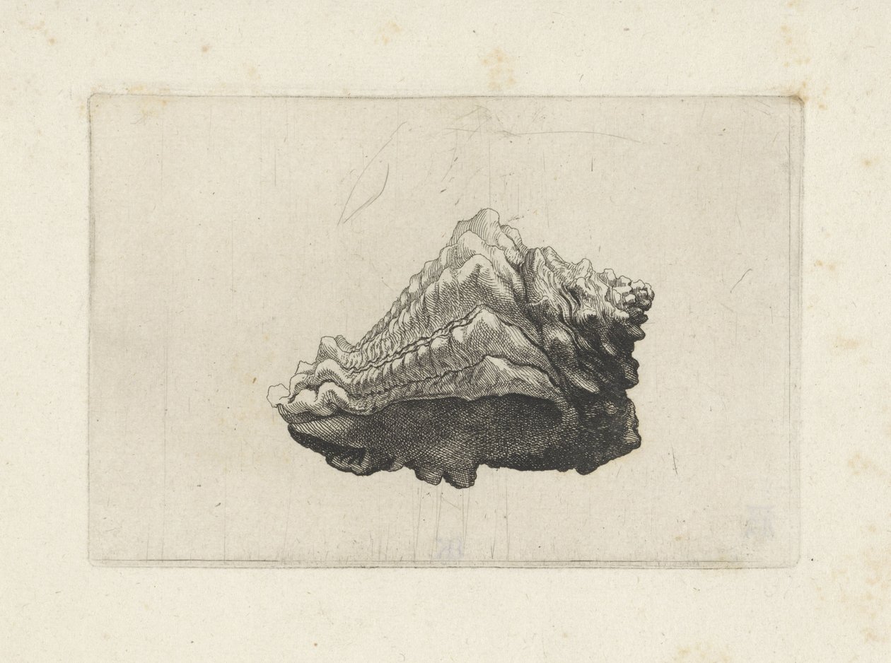 Skal, vasum muricatum født Skaller (serietitel) af Wenceslaus Hollar