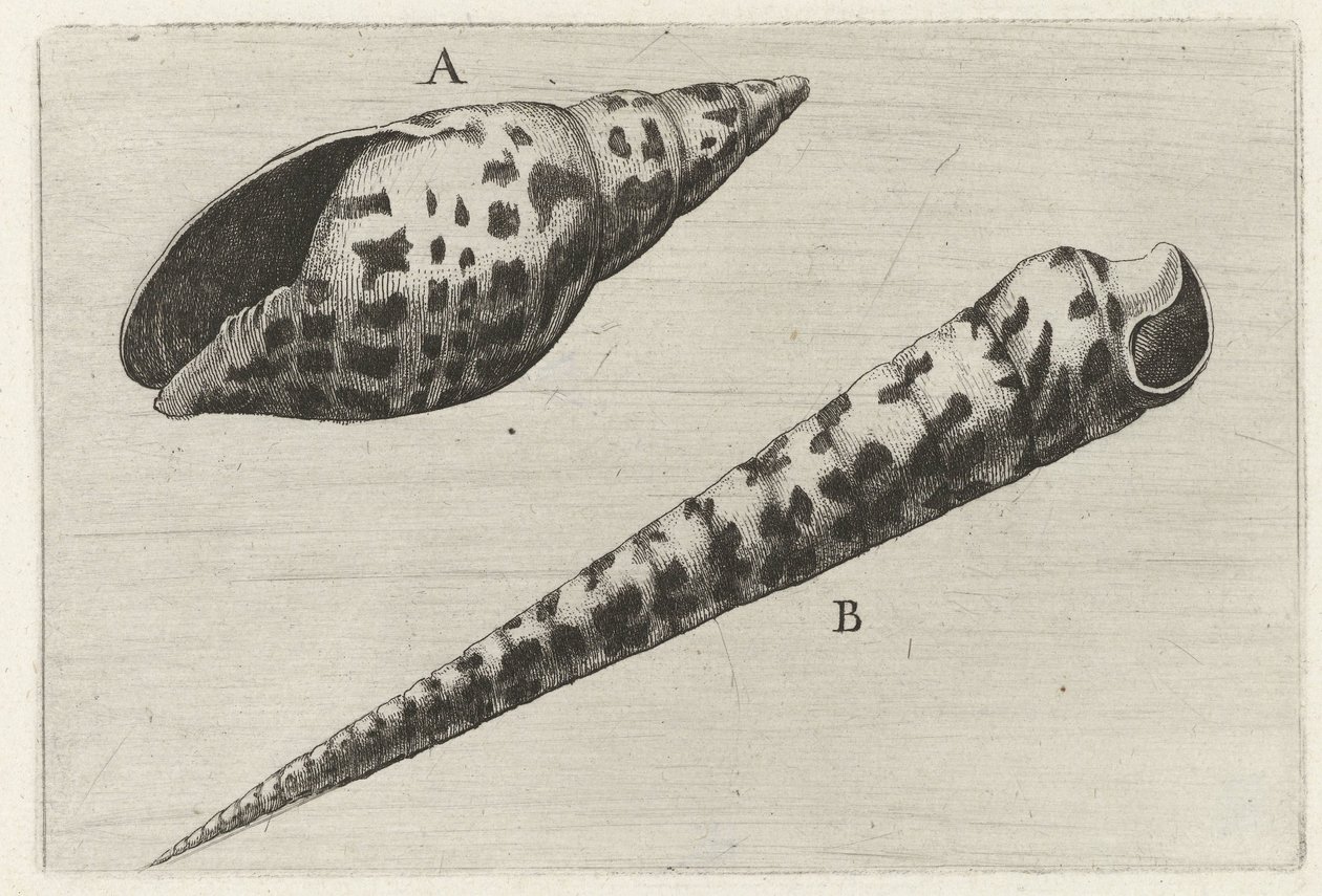 Schelpen, miter cardinalis (A) i terebra subulata (B) Schelpen (serietitel) af Wenceslaus Hollar