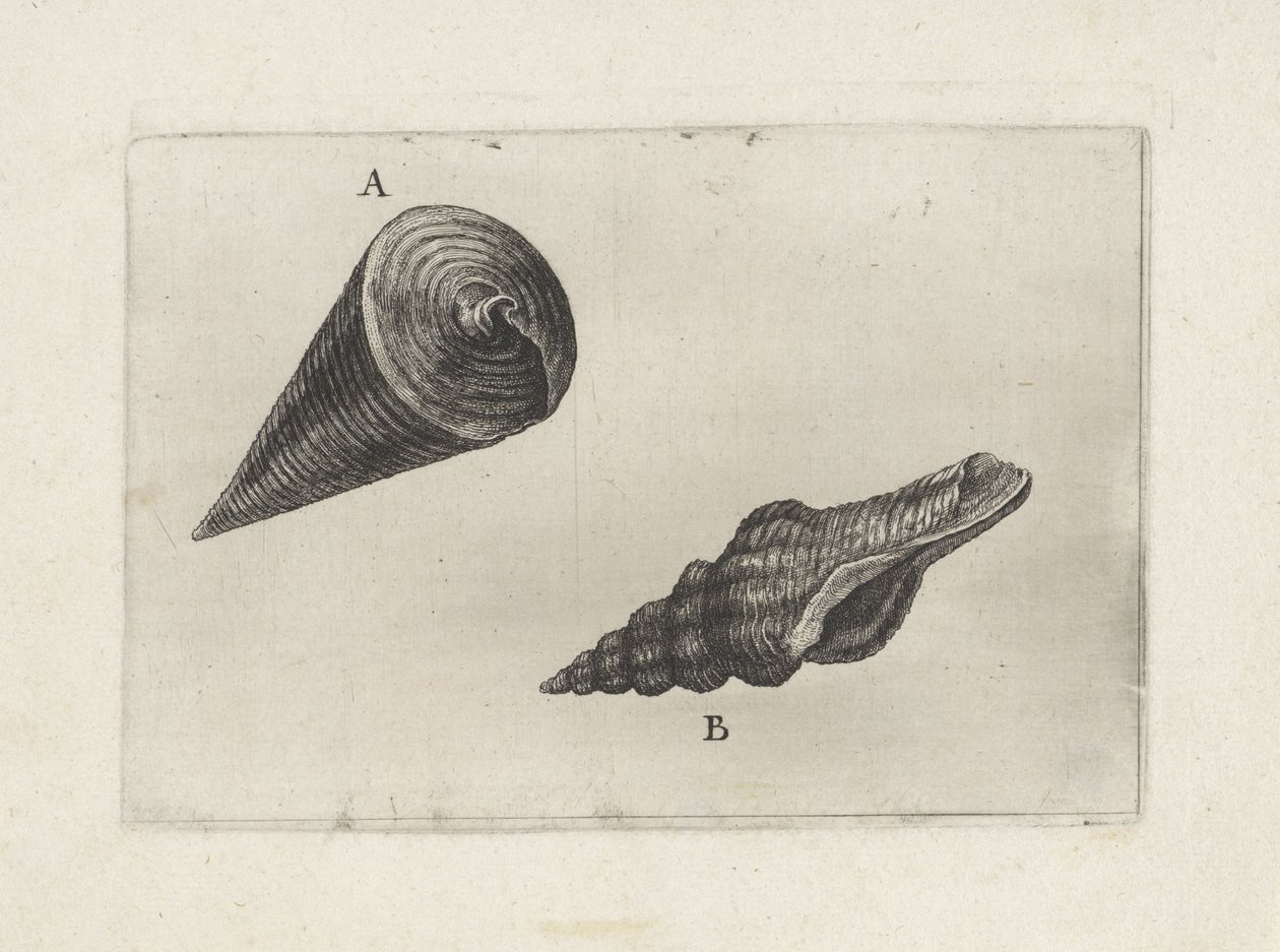 Skaller, telescopium telescopium (A) og fusinus laticostatus (B) Skaller (serietitel) af Wenceslaus Hollar