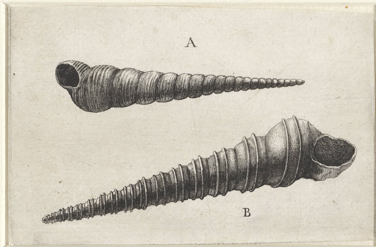 Skaller, turritella terebra (A) og turritella duplicata (B) Skaller (serietitel) af Wenceslaus Hollar
