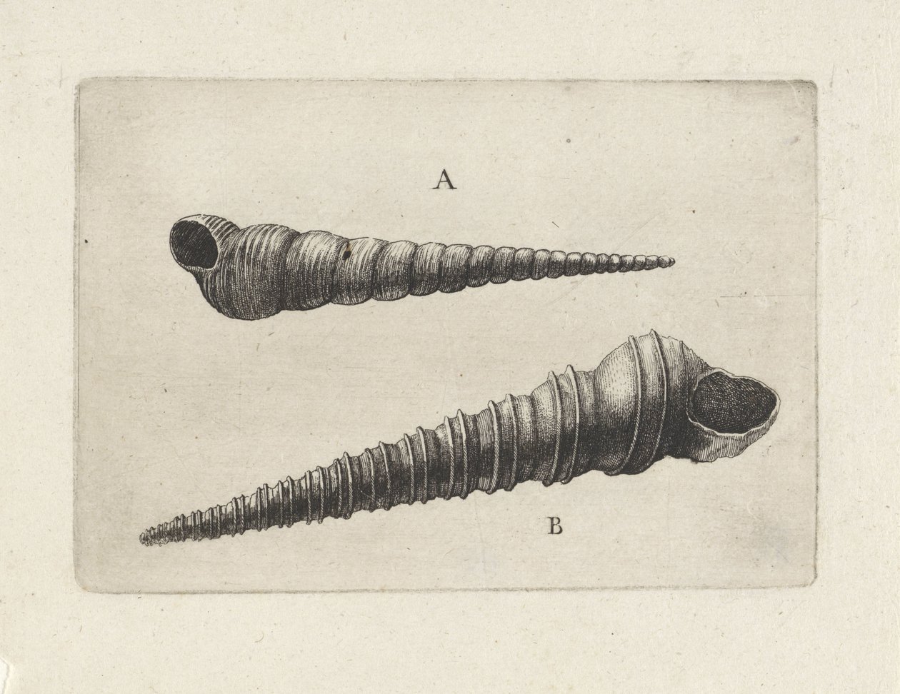 Skaller, turritella terebra (A) og turritella duplicata (B) Skaller (serietitel) af Wenceslaus Hollar