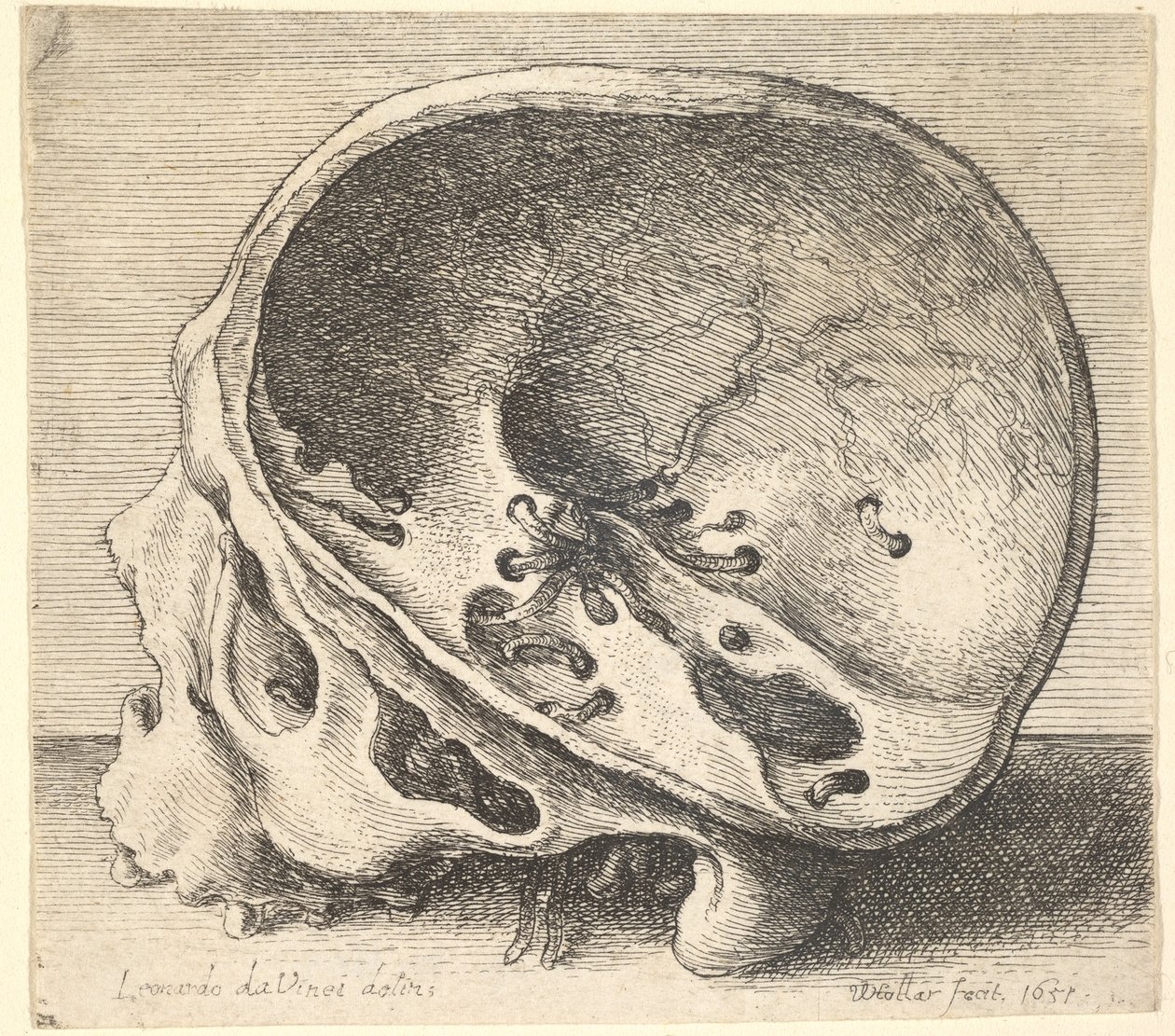 Sektioneret kranium i profil til venstre med venstre side af kraniet fjernet, 1651. af Wenceslaus Hollar