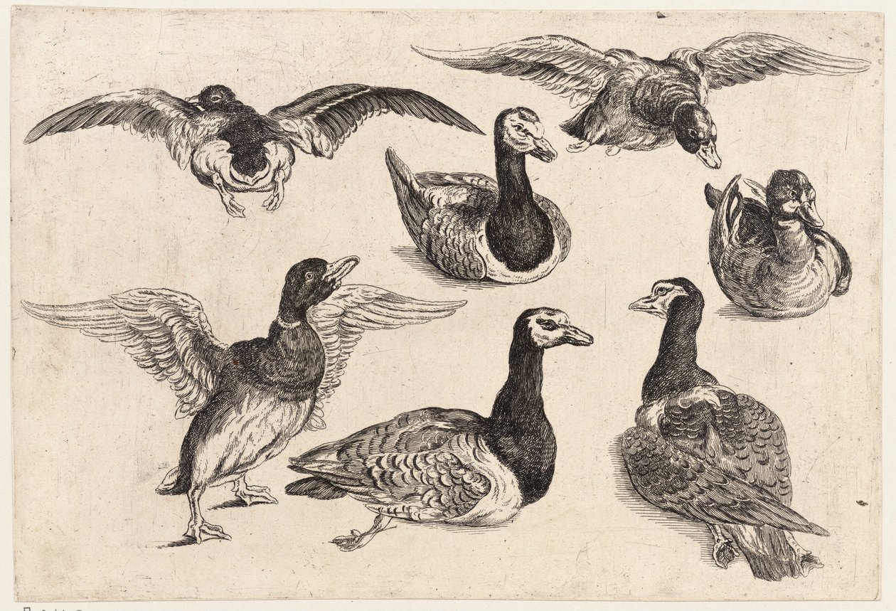 Syv ænder af Wenceslaus Hollar