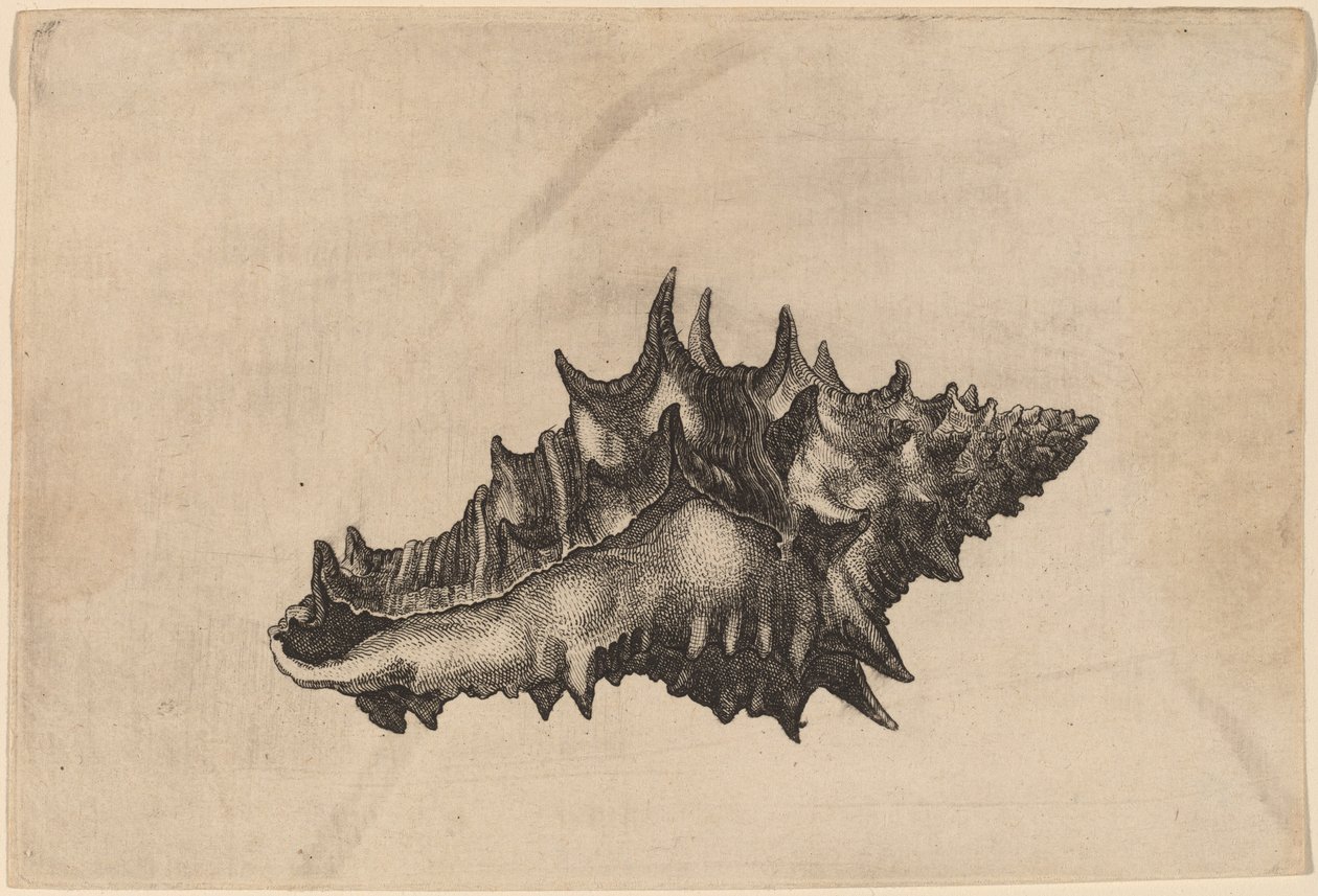 Skal (Vasum ceramicum) af Wenceslaus Hollar