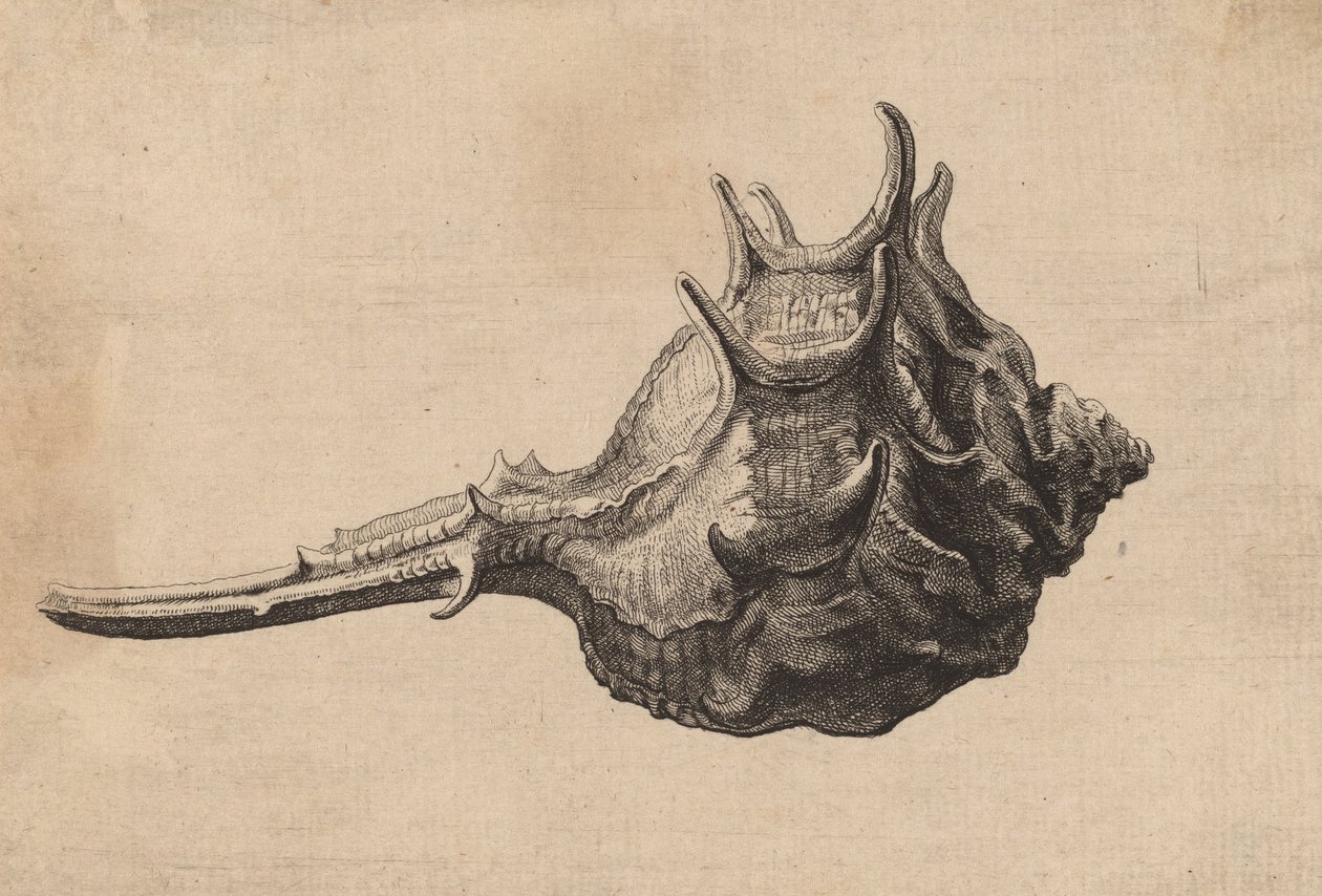 Shell Murex brandaris, ca. 1645. af Wenceslaus Hollar