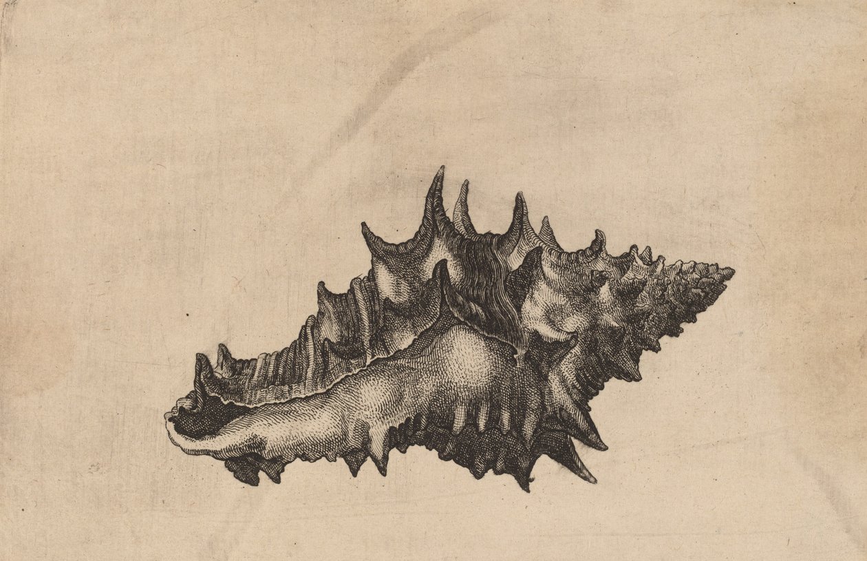 Shell Vasum ceramicum, ca. 1645. af Wenceslaus Hollar