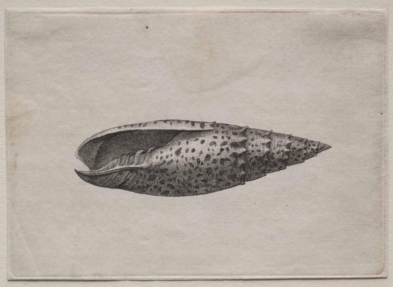 Skaller: Mitra papalis L af Wenceslaus Hollar
