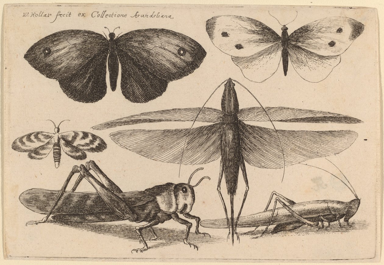 Seks Insekter af Wenceslaus Hollar