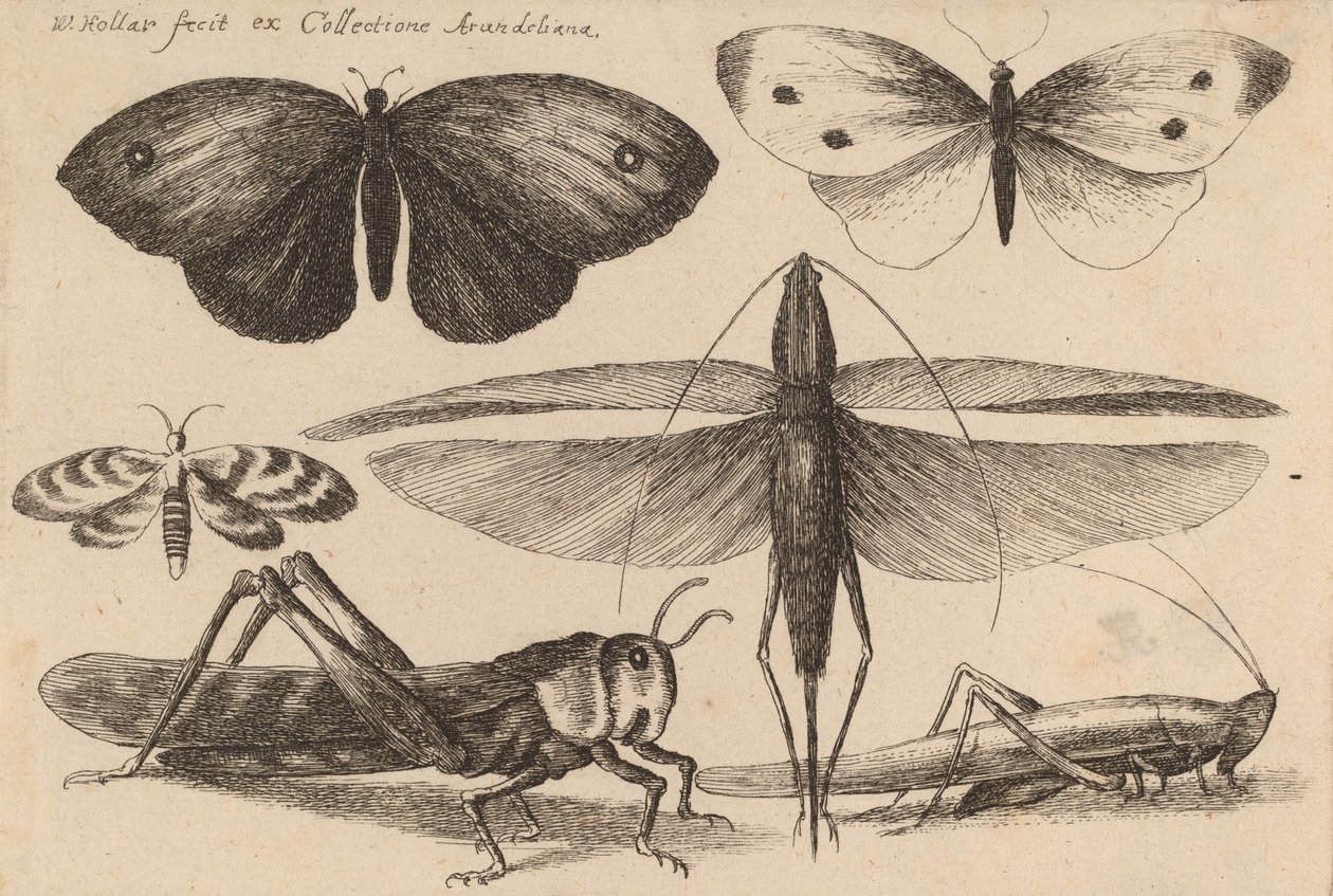 Seks insekter, 1646. af Wenceslaus Hollar