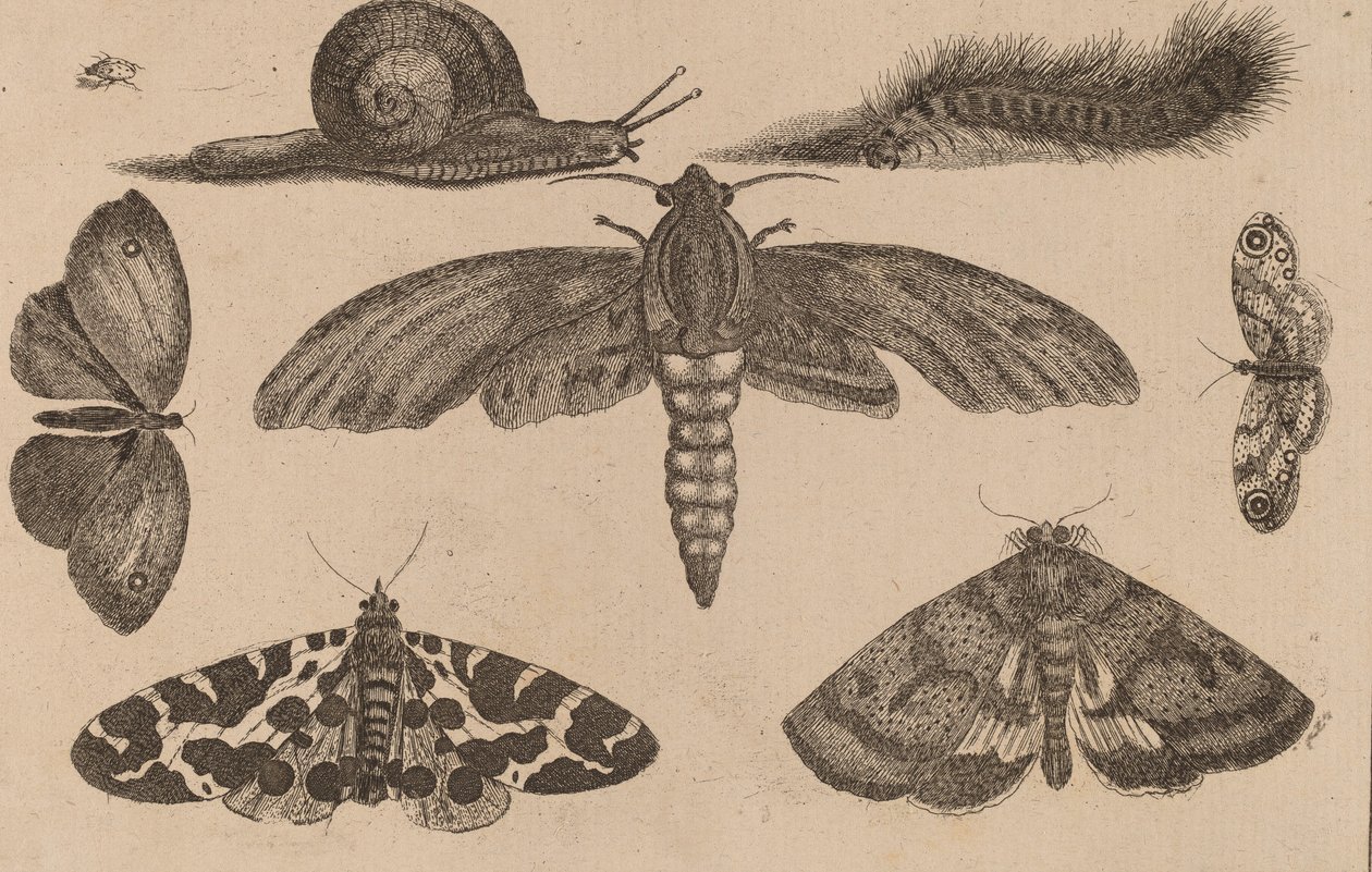 Seks insekter, en larve og en snegl. af Wenceslaus Hollar