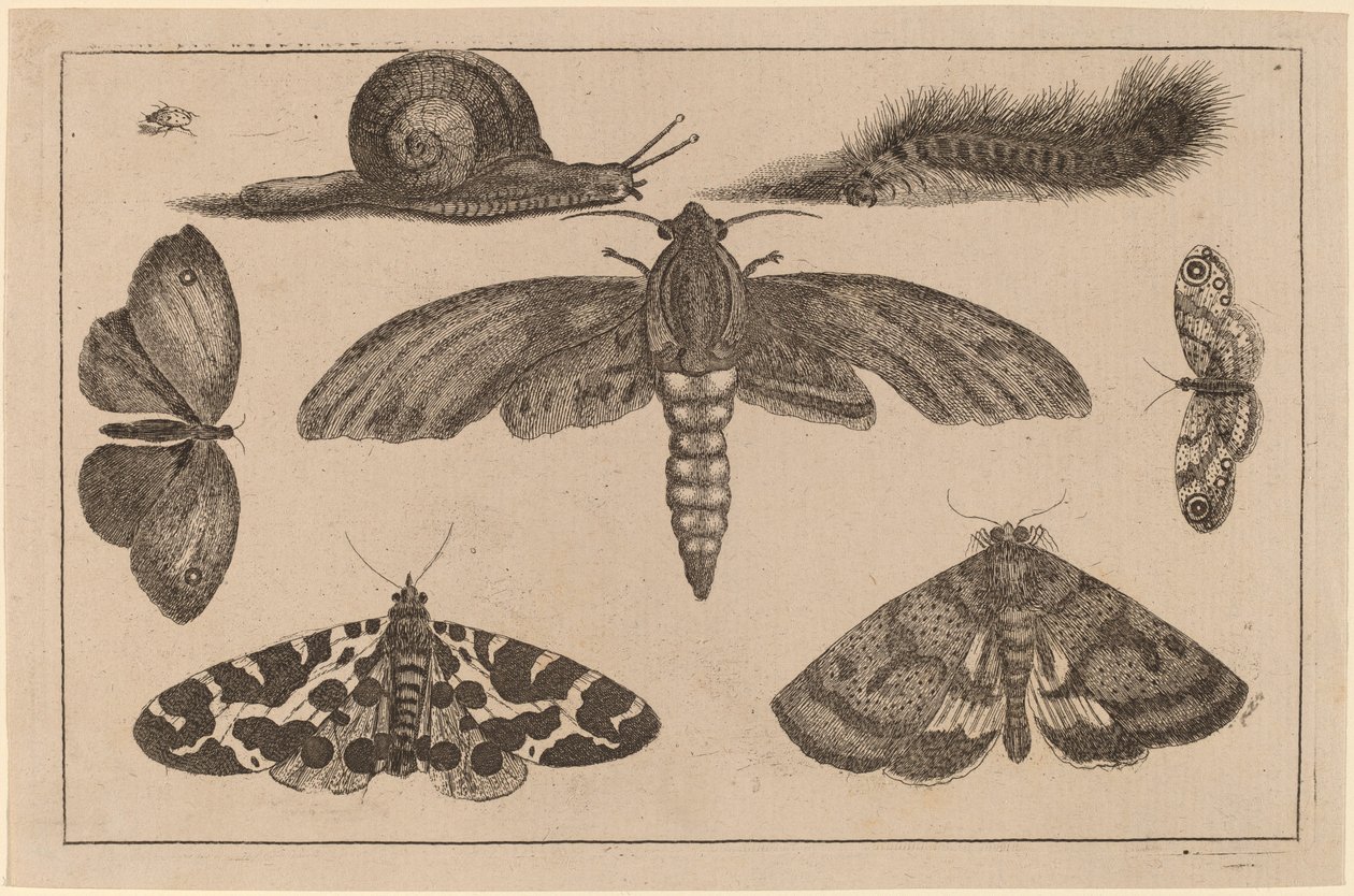 Seks insekter, en larve og en snegl af Wenceslaus Hollar