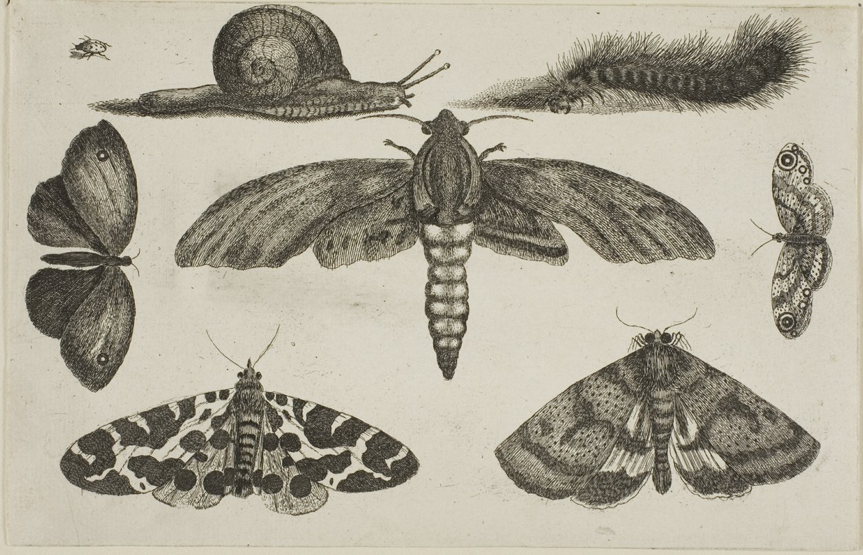Seks insekter, en larve og en snegl af Wenceslaus Hollar