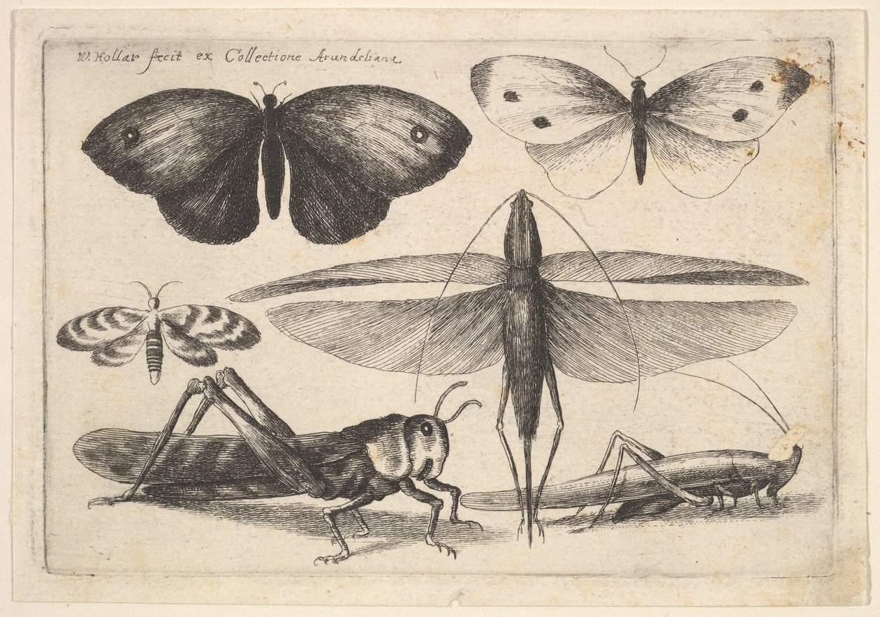 Seks insekter, 1646. af Wenceslaus Hollar