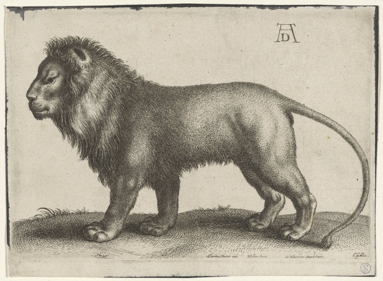 stående løve af Wenceslaus Hollar