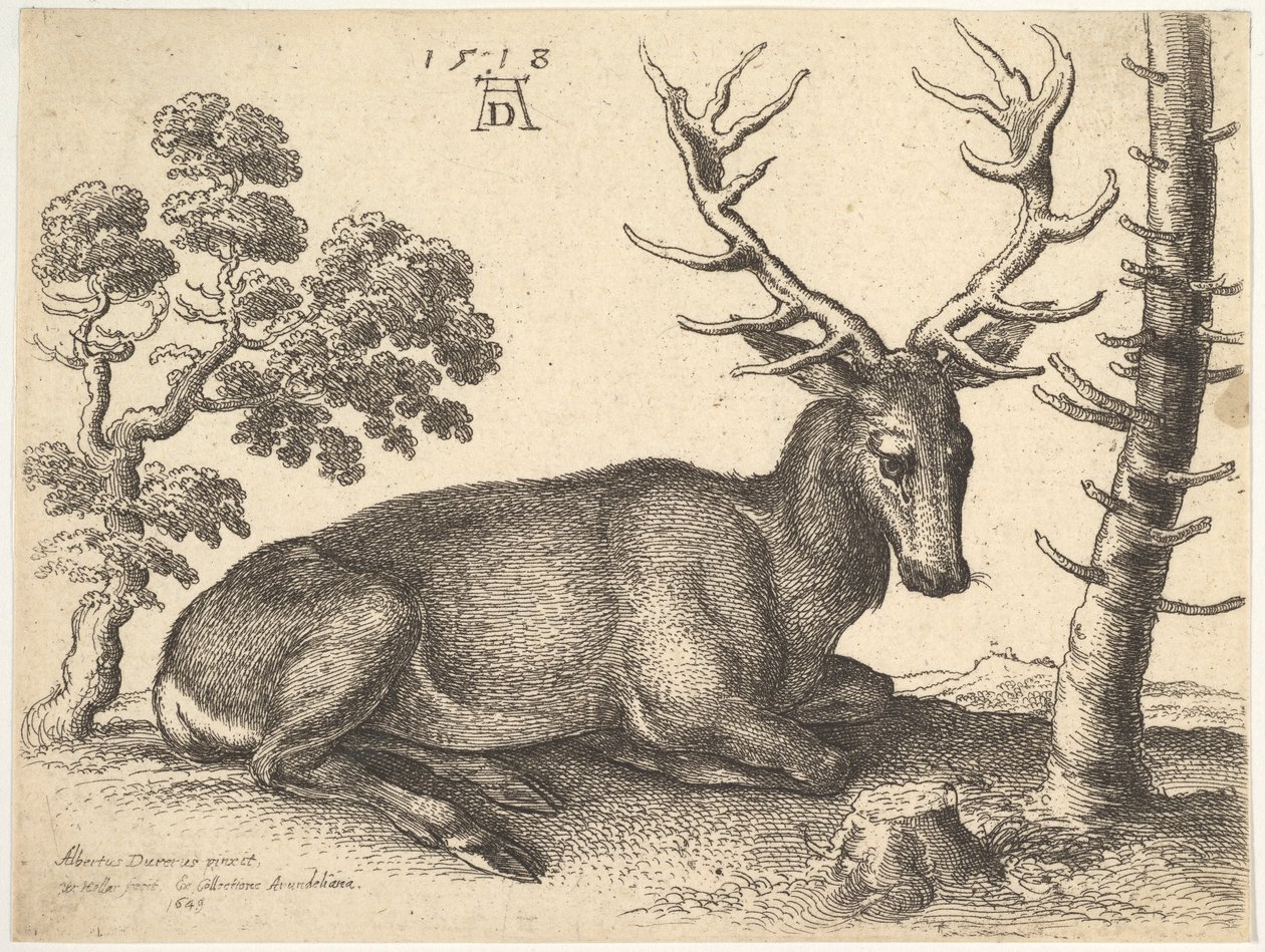 Hjort liggende til højre, 1649. af Wenceslaus Hollar