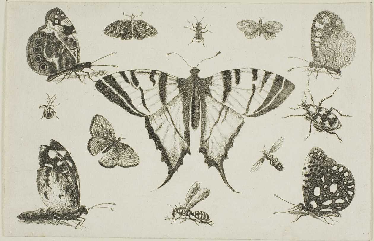 Svalehalesommerfugl og tolv andre insekter af Wenceslaus Hollar