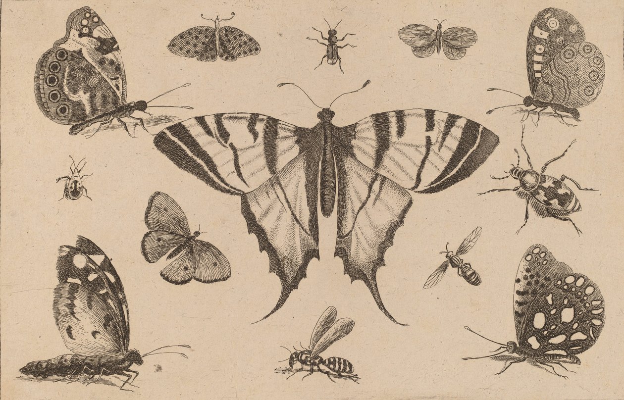 Svalehalesommerfugl og tolv andre insekter. af Wenceslaus Hollar