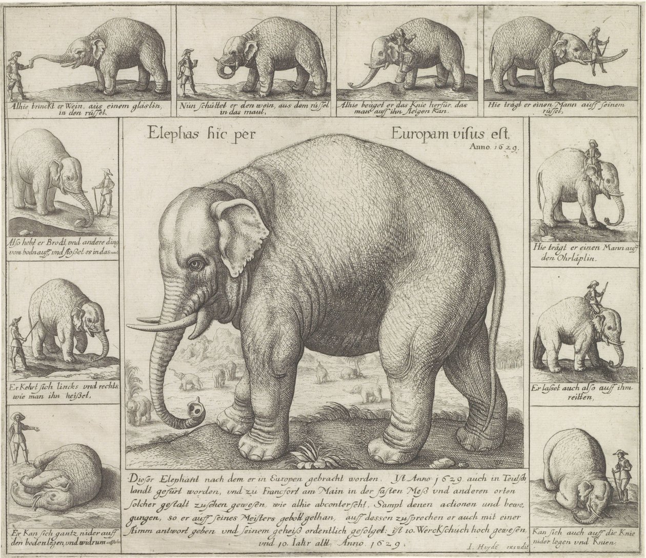 De lugter også En elefant blev set her i Europa (titel på objekt) af Wenceslaus Hollar