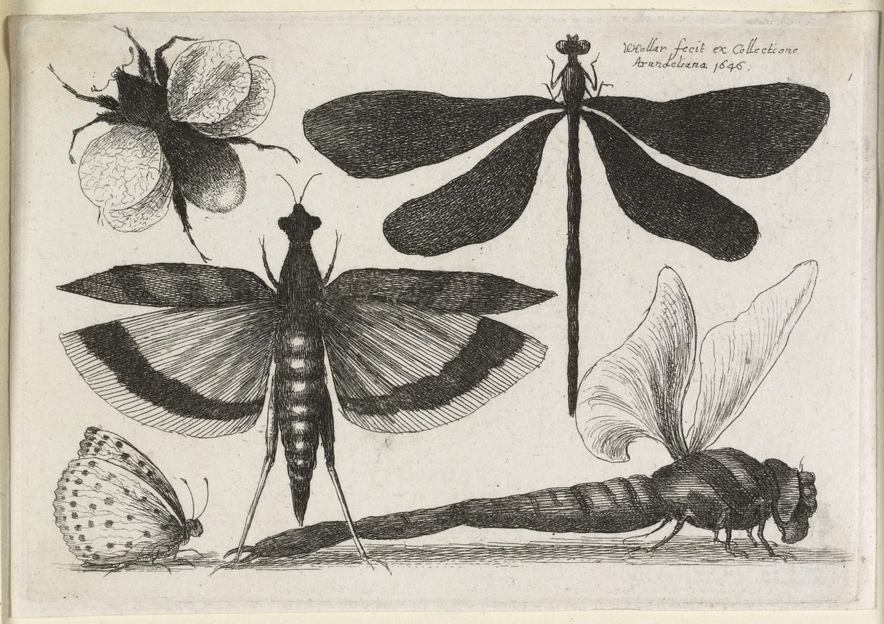 Sæt af sommerfugle, en ud af tolv, 1646 af Wenceslaus Hollar