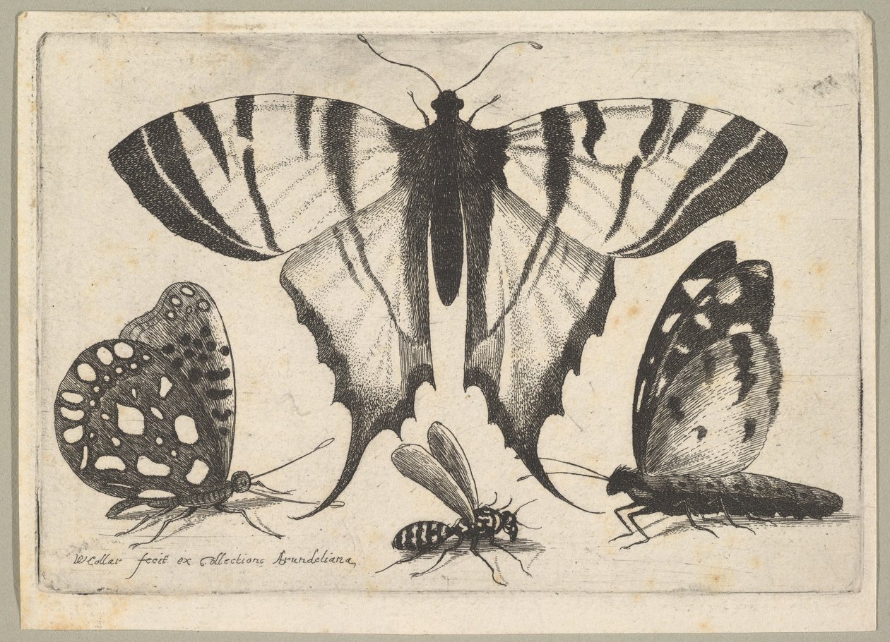 Tre sommerfugle og en hveps, 1646. af Wenceslaus Hollar