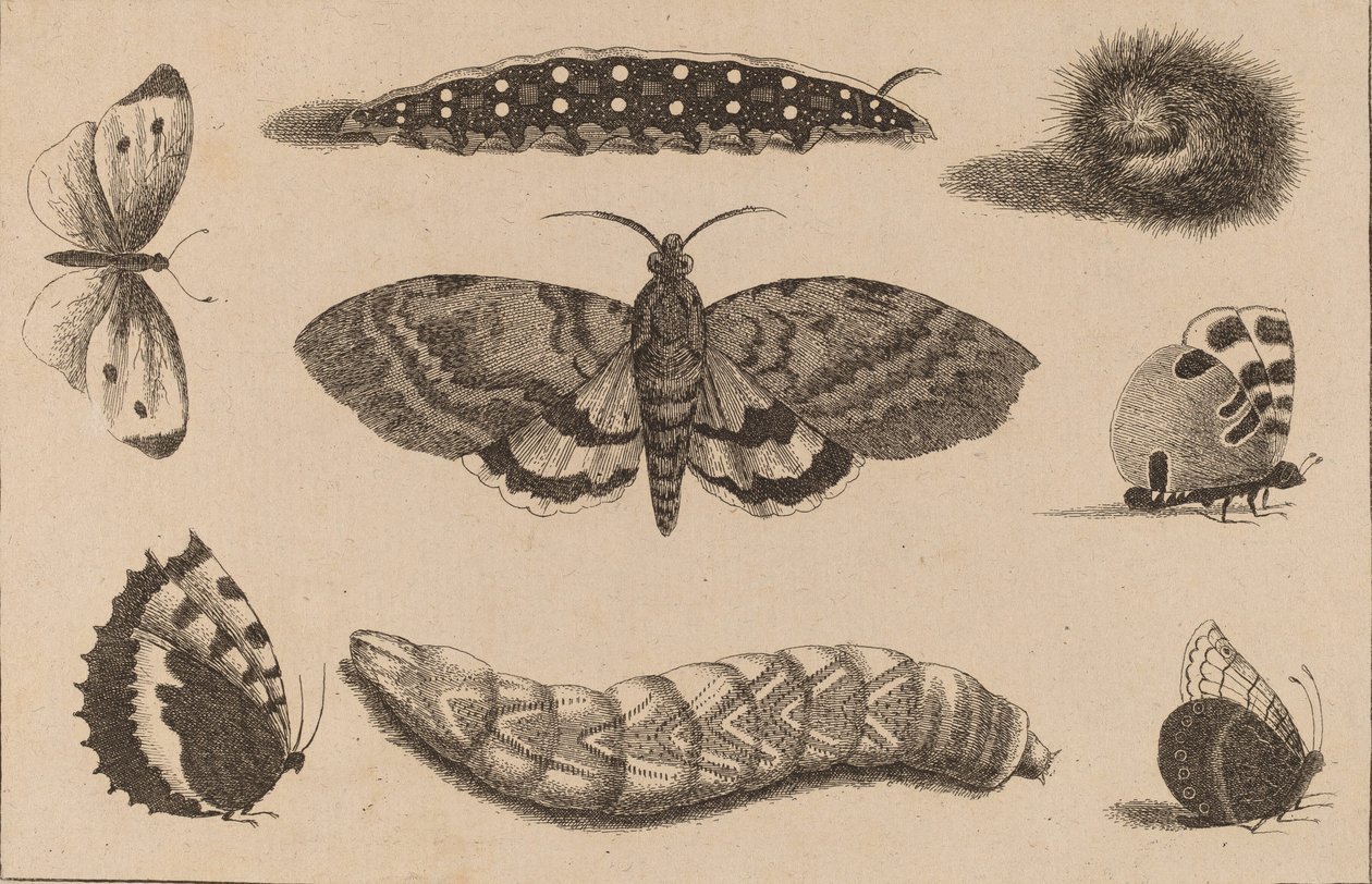 Tre larver, en møl og fire sommerfugle. af Wenceslaus Hollar