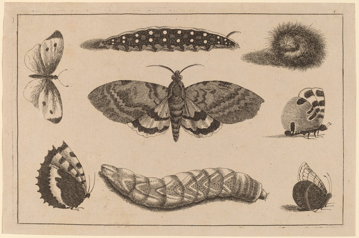 Tre larver, en møl og fire sommerfugle af Wenceslaus Hollar