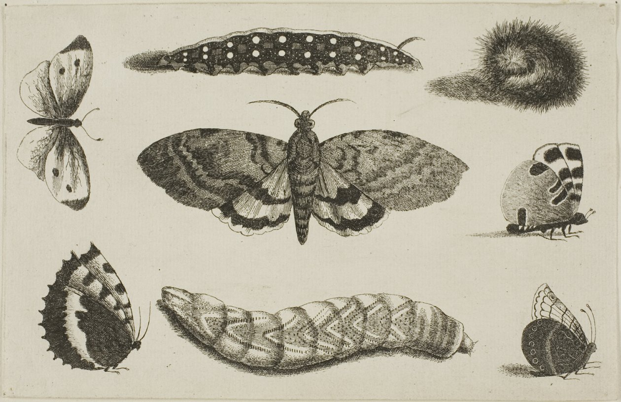 Tre larver, en møl og fire sommerfugle af Wenceslaus Hollar