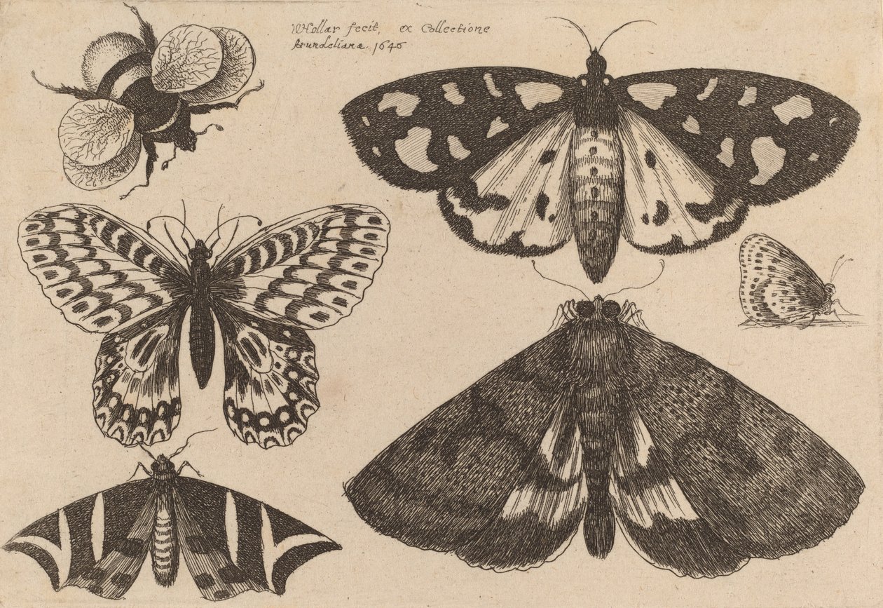Tre møl, to sommerfugle og en humlebi, 1646. af Wenceslaus Hollar