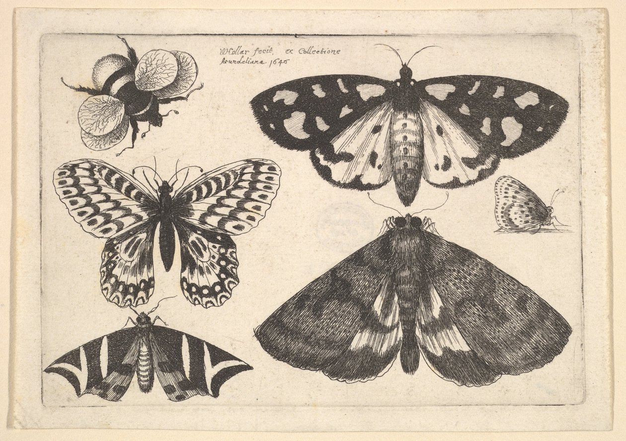 Tre møl, to sommerfugle og en humlebi, 1646. af Wenceslaus Hollar