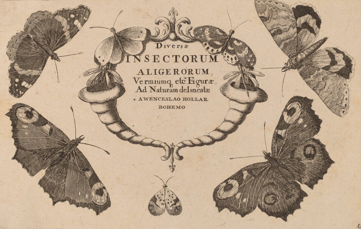 Titel side. af Wenceslaus Hollar