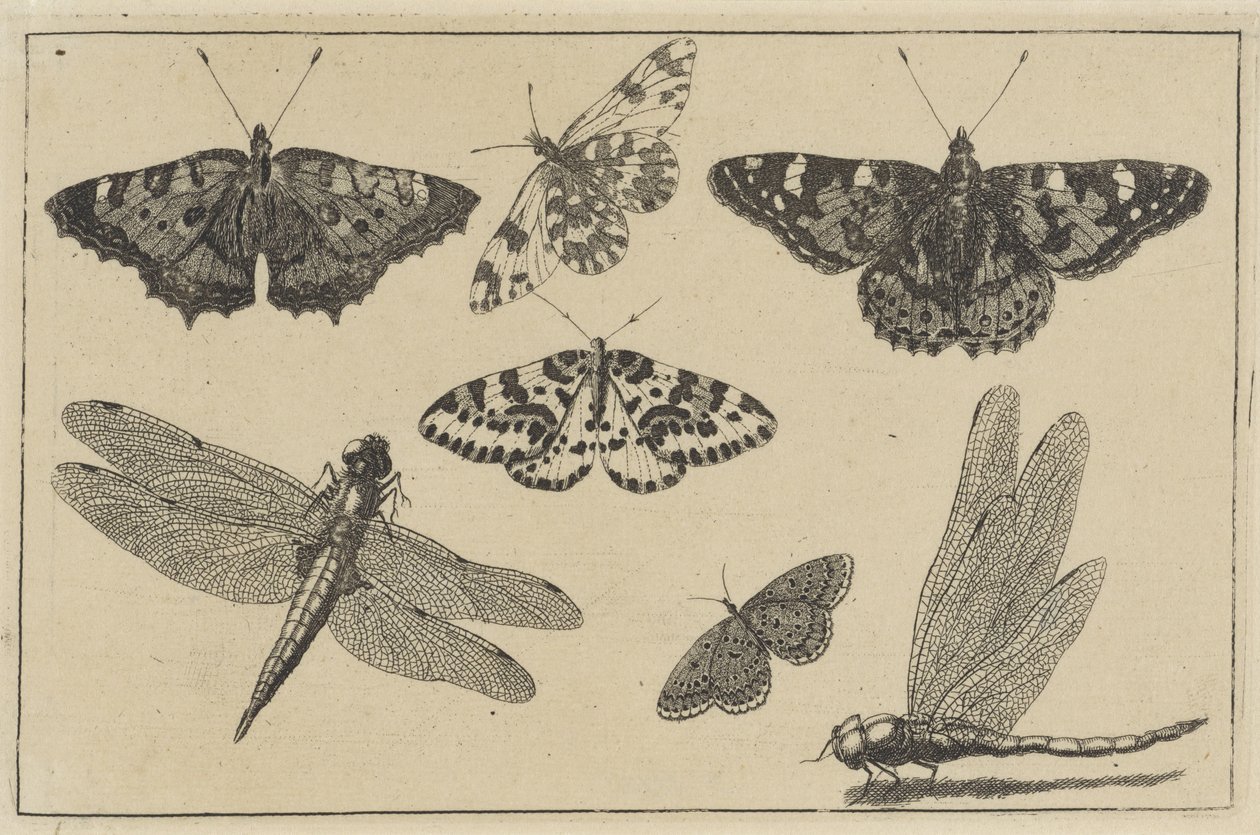 To guldsmede og fem sommerfugle Forskellige insekter (serietitel) Diversae Insectorum (serietitel) af Wenceslaus Hollar