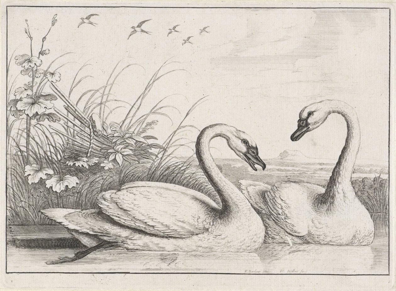 to svaner Diversae avium arter (serietitel) Forskellige fugle (serietitel) af Wenceslaus Hollar