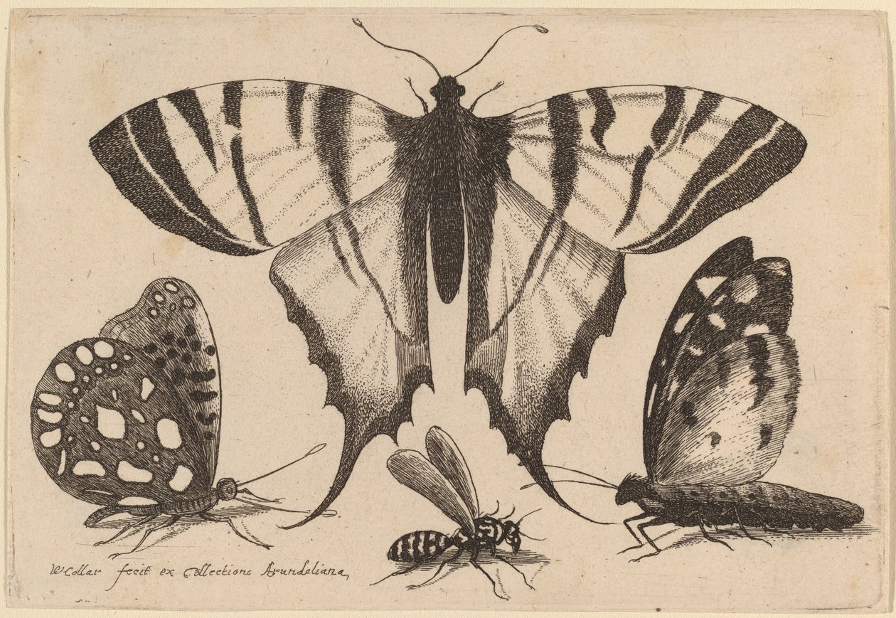 To sommerfugle, en hveps og en møl af Wenceslaus Hollar