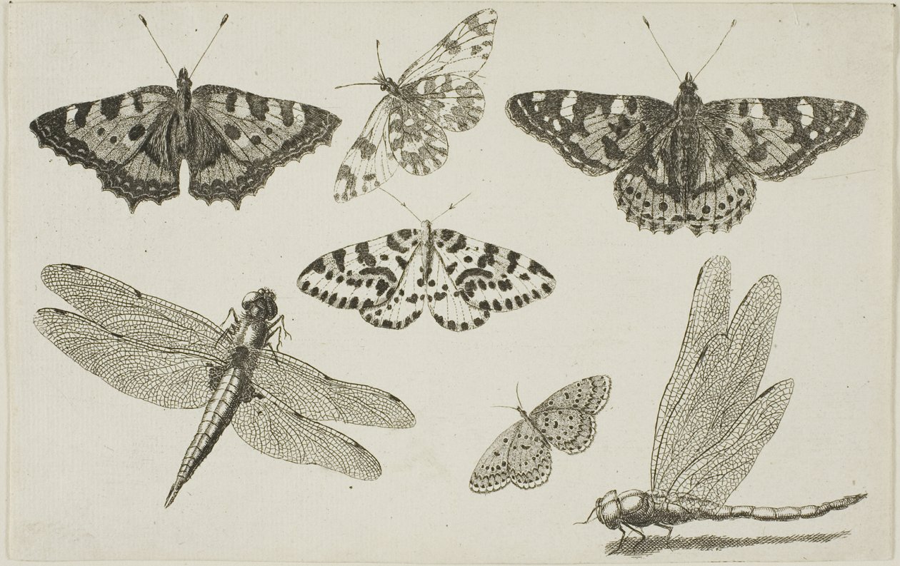 To guldsmede og fem sommerfugle af Wenceslaus Hollar
