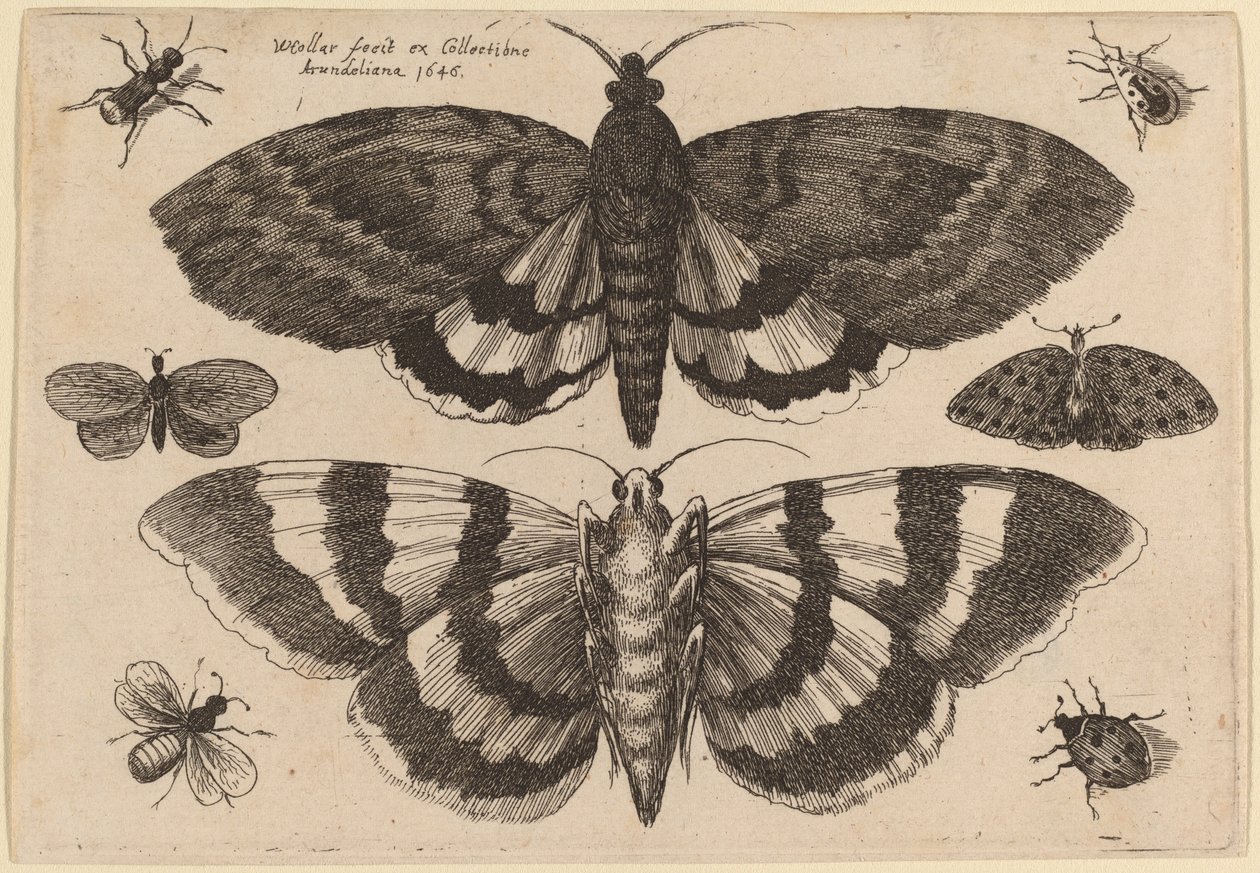 To møl og seks insekter af Wenceslaus Hollar