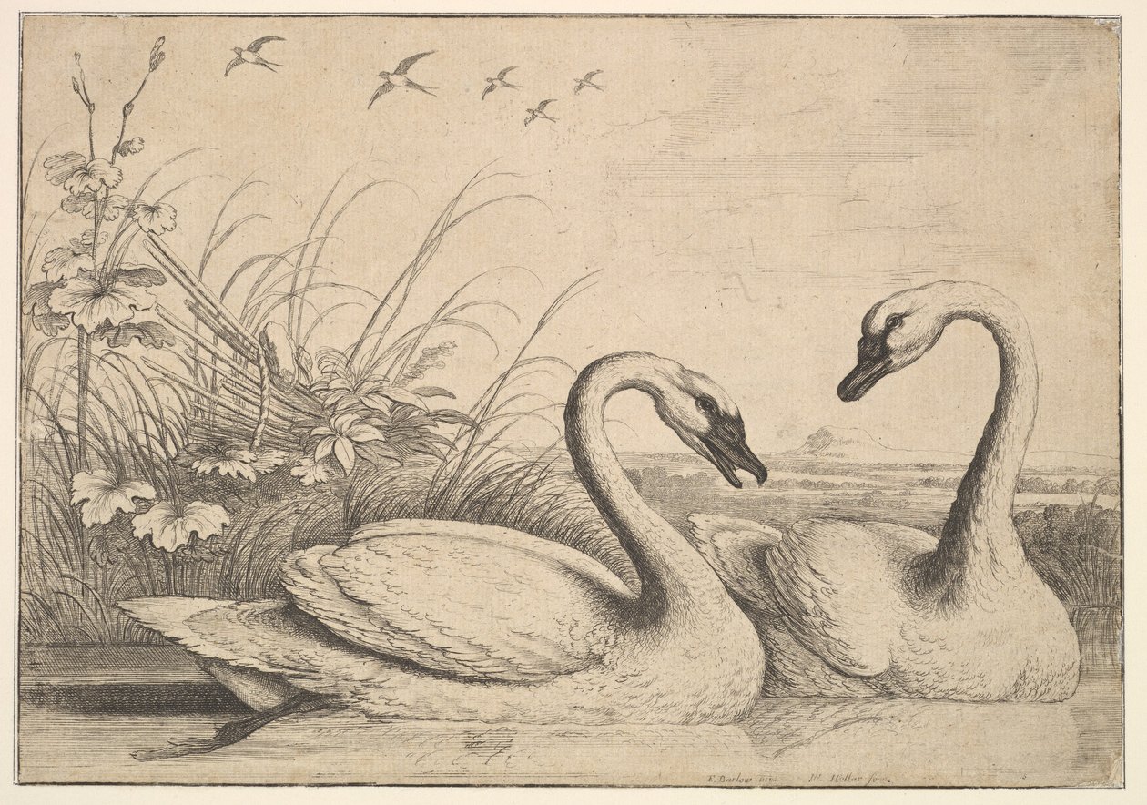 To Svaner, 1654-58. af Wenceslaus Hollar