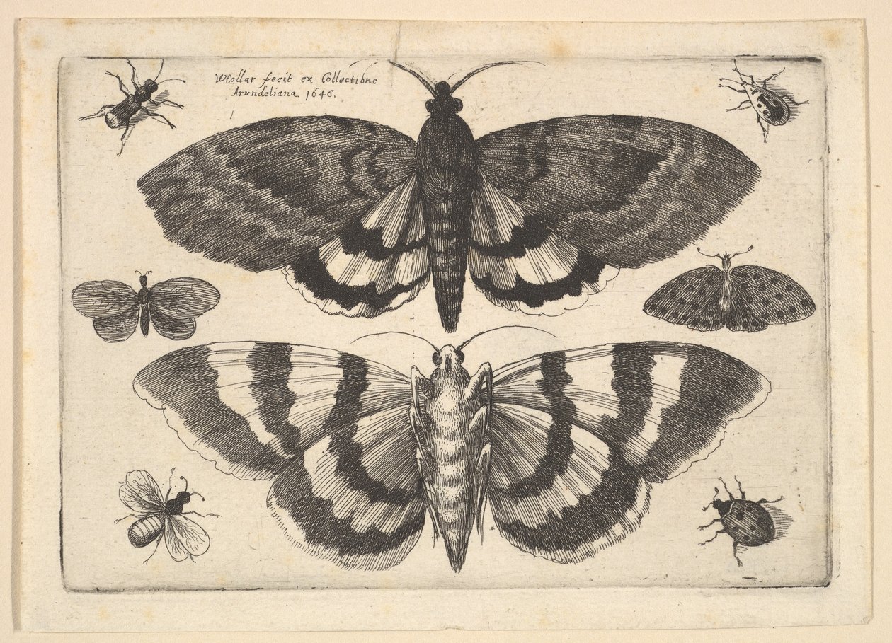 To møl og seks insekter, 1645. af Wenceslaus Hollar