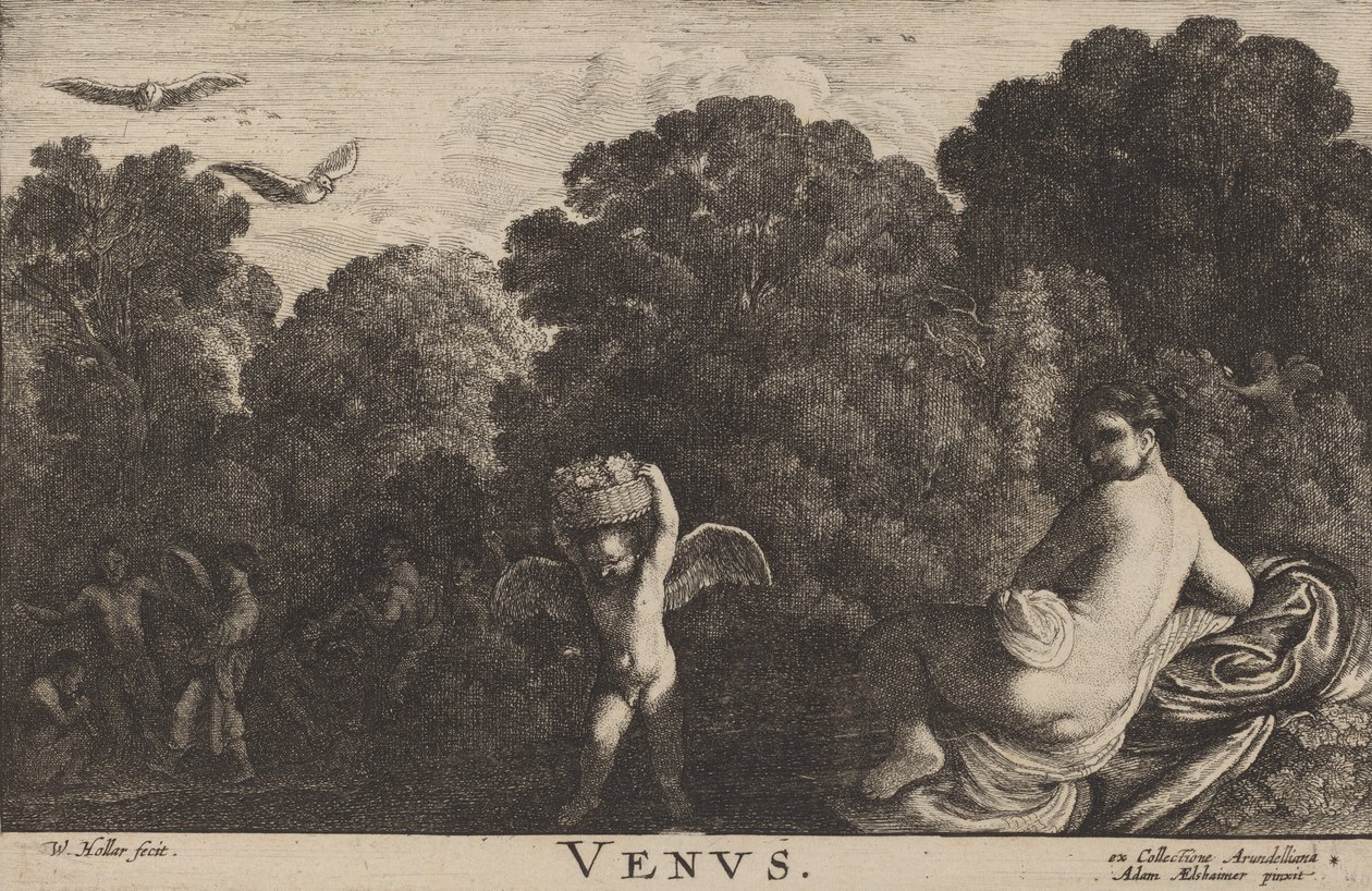 Venus. af Wenceslaus Hollar