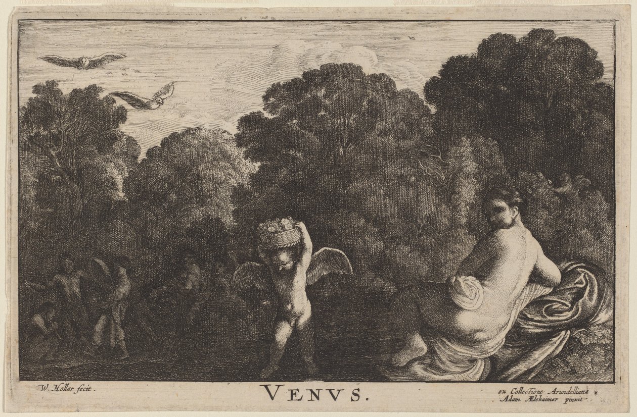 Venus af Wenceslaus Hollar