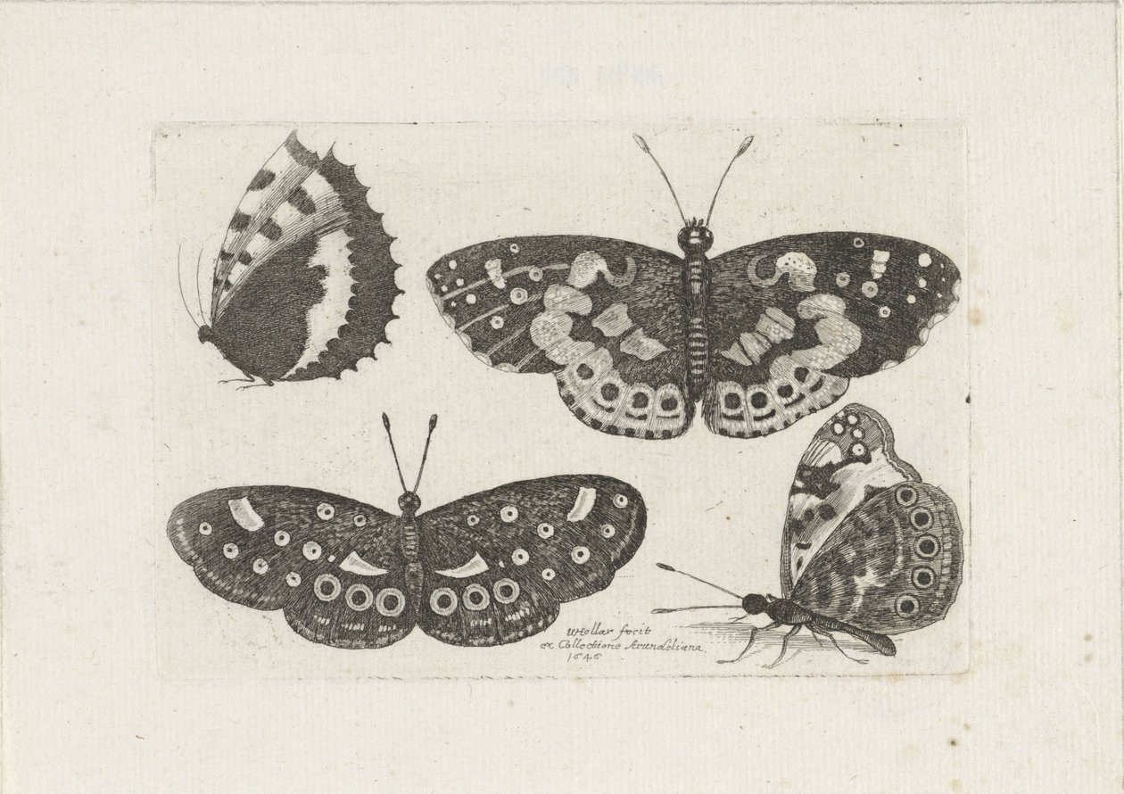 Vier vlinders Insekter (serietitel) Scarab Flies (serietitel) af Wenceslaus Hollar