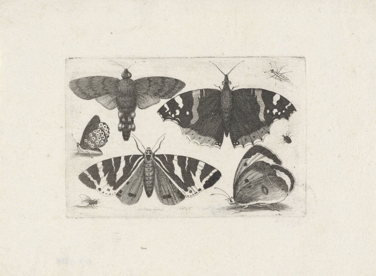Fire sommerfugle, en møl, to biller og en flue af Wenceslaus Hollar