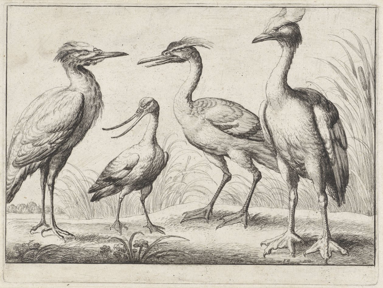 Fire vadefugle Forskellige fugle (serietitel) af Wenceslaus Hollar