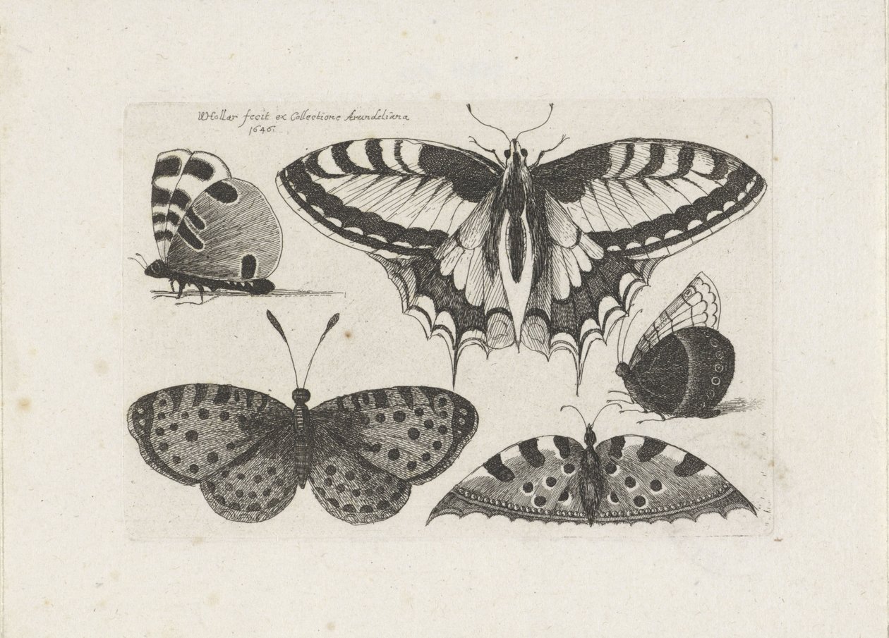 Fem sommerfugle Insekter (serietitel) Muscarum Scarabeorum (serietitel) af Wenceslaus Hollar