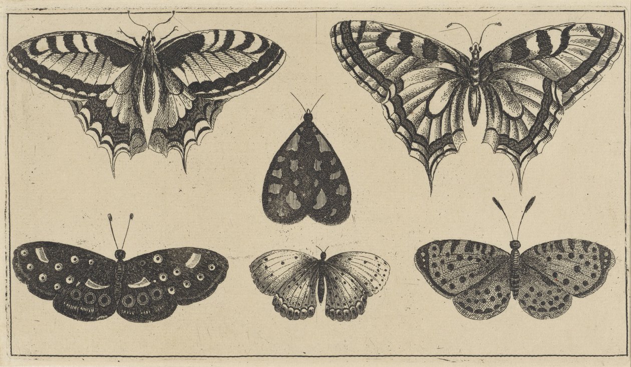 Fem sommerfugle og en møl Forskellige insekter (serietitel) Diversae Insectorum (serietitel) af Wenceslaus Hollar