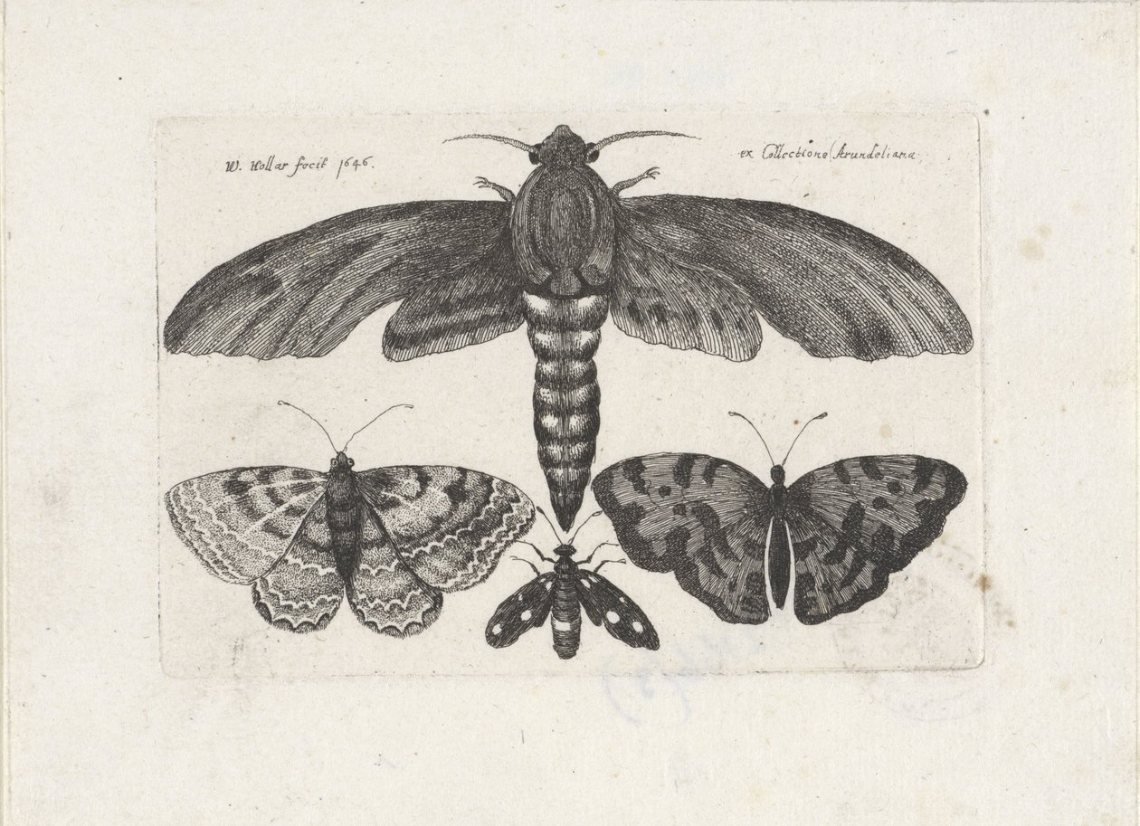 Sommerfugle og en møl Insekter (serietitel) Muscarum Scarabeorum (serietitel) af Wenceslaus Hollar