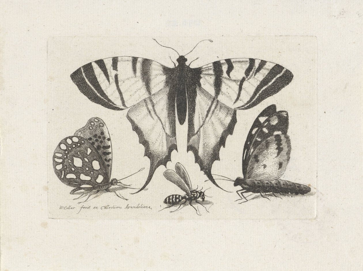 Sommerfugle og en hveps Insekter (serietitel) Muscarum Scarabeorum (serietitel) af Wenceslaus Hollar